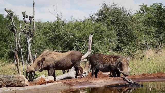 Common warthog family scratching on a log  in greater Kruger National park, South Africa ; Specie Phacochoerus africanus family of Suidae
