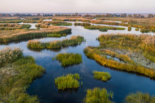 Elevated view over a reed wetland with winding channels and golden plumes at sunset