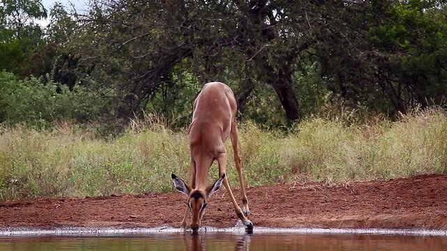 Young Common Impala drinking front view in waterhole and running away in Greater Kruger National park, South Africa ; Specie Aepyceros melampus family of Bovidae