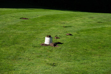 Groundskeeping and landscaping maintenance, mole pest problem with dirt piles in lush green lawn, rodent trap under upside down white bucket, sunny summer day  © knelson20