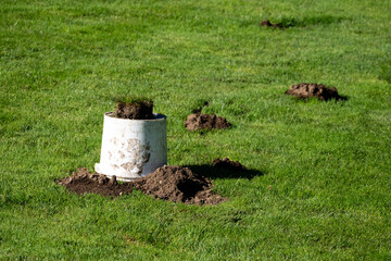 Groundskeeping and landscaping maintenance, mole pest problem with dirt piles in lush green lawn, rodent trap under upside down white bucket, sunny summer day  © knelson20