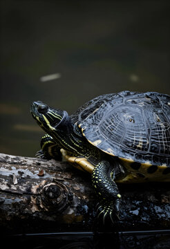 Freshwater turtle with a patterned shell resting on a wet log in a natural pond environment, the reptiles head and front claws are visible, its intricate skin and shell textures