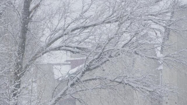A serene winter landscape reveals soft snowflakes falling through bare tree branches, creating an enchanting ambiance that captures the essence of a chilly, picturesque snowy day in nature