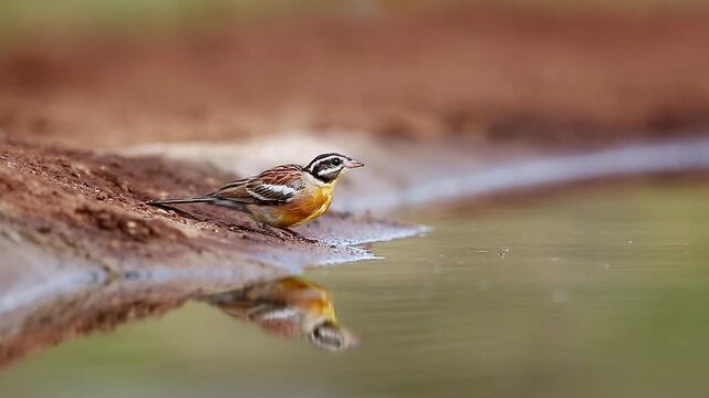 African Golden breasted bunting male drinking in waterhole with reflection in Greater Kruger National park, South Africa ; Specie Fringillaria flaviventris family of Emberizidae