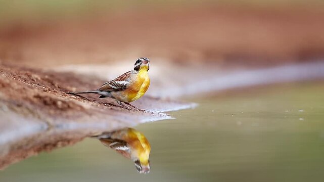African Golden breasted bunting male drinking in waterhole with reflection in Greater Kruger National park, South Africa ; Specie Fringillaria flaviventris family of Emberizidae