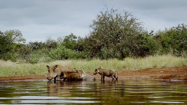 Common warthog family walking and bathing in waterhole with reflection in greater Kruger National park, South Africa ; Specie Phacochoerus africanus family of Suidae