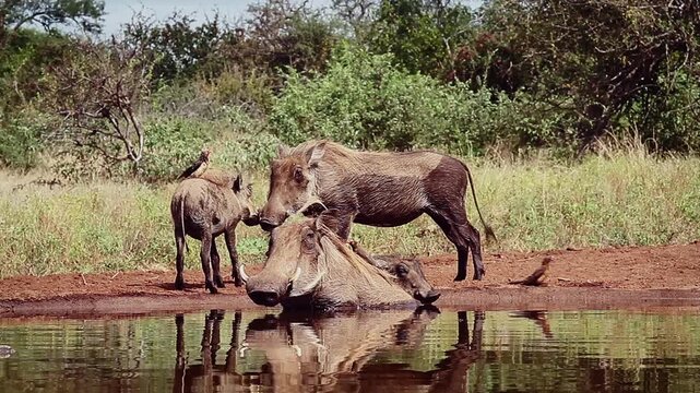 Common warthog family bonding and bathing with oxpecker in waterhole with reflection in greater Kruger National park, South Africa ; Specie Phacochoerus africanus family of Suidae