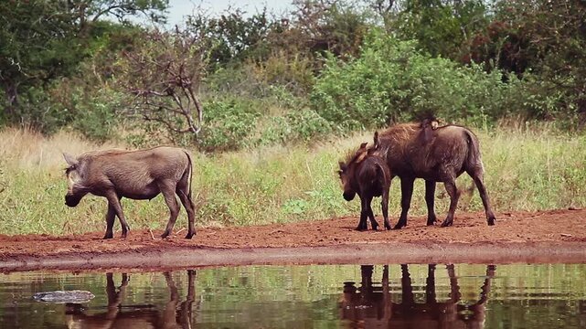 Common warthog family drinking and bathing with oxpecker in waterhole with reflection in greater Kruger National park, South Africa ; Specie Phacochoerus africanus family of Suidae