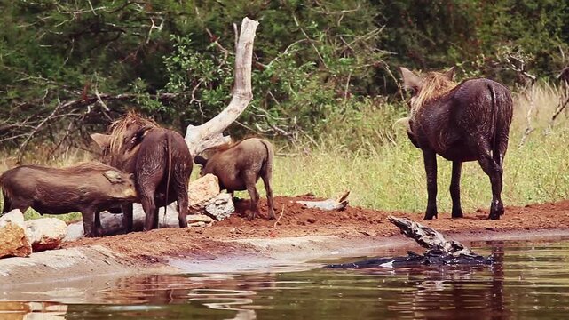 Common warthog family with young suckling with oxpecker along waterhole in greater Kruger National park, South Africa ; Specie Phacochoerus africanus family of Suidae