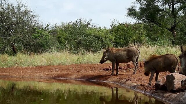 Common warthog family drinking  in waterhole with reflection in greater Kruger National park, South Africa ; Specie Phacochoerus africanus family of Suidae