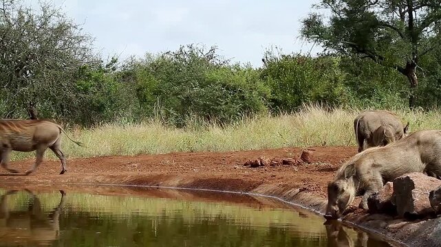 Common warthog family walking and drinking in waterhole with reflection in greater Kruger National park, South Africa ; Specie Phacochoerus africanus family of Suidae