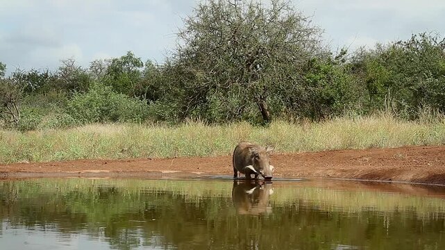 Common warthog family walking and bathing in waterhole with reflection in greater Kruger National park, South Africa ; Specie Phacochoerus africanus family of Suidae