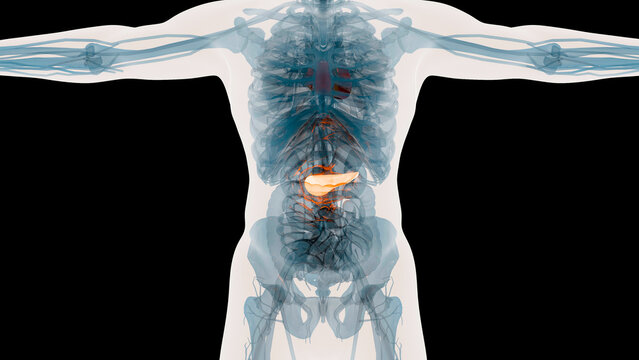 X-Ray Style View of the Human Body Highlighting the Pancreas, Internal Organs and Skeletal System Anatomy, 3d render