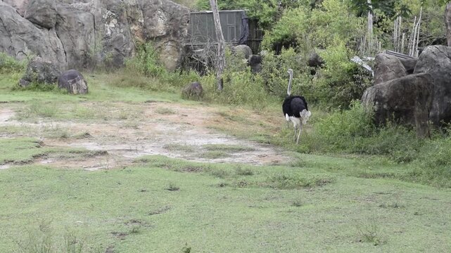 Ostrich walking inside a zoo enclosure