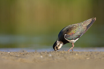 Czajka zwyczajna (Vanellus vanellus) z ozdobnym czubkiem na piaszczystym brzegu wody © Grzegorz