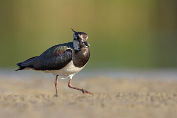 Czajka zwyczajna (Vanellus vanellus) z ozdobnym czubkiem na piaszczystym brzegu wody © Grzegorz