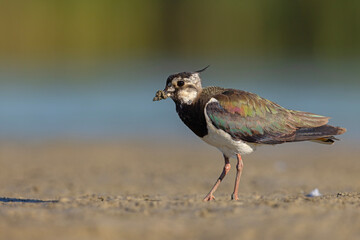 Czajka zwyczajna (Vanellus vanellus) z ozdobnym czubkiem na piaszczystym brzegu wody © Grzegorz