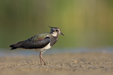 Czajka zwyczajna (Vanellus vanellus) z ozdobnym czubkiem na piaszczystym brzegu wody © Grzegorz