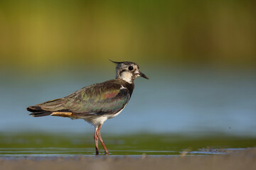 Czajka zwyczajna (Vanellus vanellus) z ozdobnym czubkiem na piaszczystym brzegu wody © Grzegorz