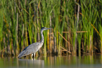 Czapla siwa (Ardea cinerea) brodząca w wodzie na tle trzcin © Grzegorz