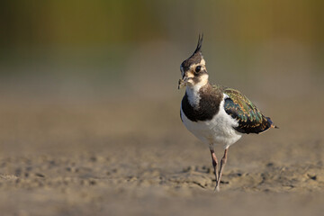 Czajka zwyczajna (Vanellus vanellus) z ozdobnym czubkiem na piaszczystym brzegu wody © Grzegorz