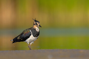 Czajka zwyczajna (Vanellus vanellus) z ozdobnym czubkiem na piaszczystym brzegu wody © Grzegorz