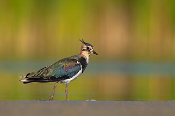 Czajka zwyczajna (Vanellus vanellus) z ozdobnym czubkiem na piaszczystym brzegu wody © Grzegorz
