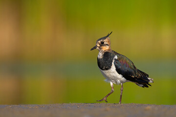 Czajka zwyczajna (Vanellus vanellus) z ozdobnym czubkiem na piaszczystym brzegu wody © Grzegorz
