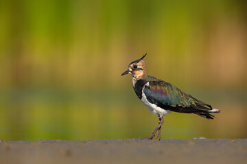Czajka zwyczajna (Vanellus vanellus) z ozdobnym czubkiem na piaszczystym brzegu wody © Grzegorz