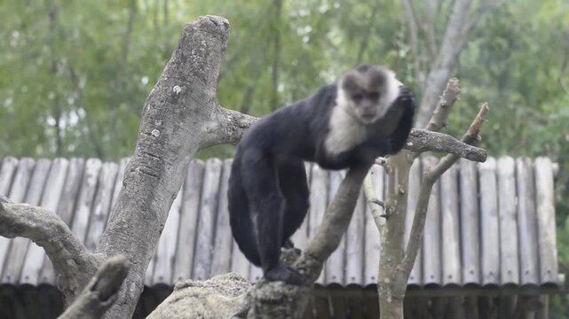 White Faced Capuchin Monkey Climbing Tree Branches in Zoo Enclosure