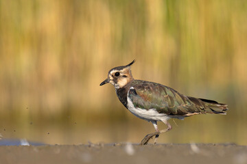 Czajka zwyczajna (Vanellus vanellus) z ozdobnym czubkiem na piaszczystym brzegu wody © Grzegorz