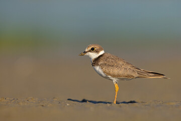 Młoda sieweczka rzeczna (Charadrius dubius) na piaszczystym, błotnistym brzegu © Grzegorz