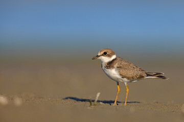 Młoda sieweczka rzeczna (Charadrius dubius) na piaszczystym, błotnistym brzegu © Grzegorz