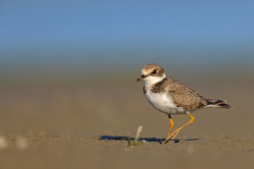 Młoda sieweczka rzeczna (Charadrius dubius) na piaszczystym, błotnistym brzegu © Grzegorz