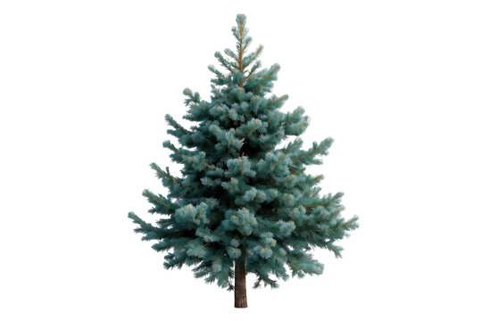 Natural blue green spruce tree with uneven branch spread