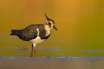 Czajka zwyczajna (Vanellus vanellus) z ozdobnym czubkiem na piaszczystym brzegu wody © Grzegorz