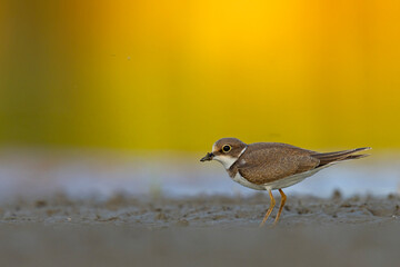Młoda sieweczka rzeczna (Charadrius dubius) na piaszczystym, błotnistym brzegu © Grzegorz