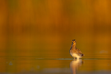 Kszyk zwyczajny (Gallinago gallinago) z długim dziobem w wodzie z odbiciem, złota godzina © Grzegorz