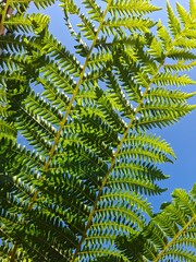 fern © jules