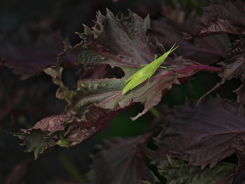 Tokyo,Japan - August 1, 2026: Closeup of Oriental longheaded locust or Acrida cinerea on Shiso leaves