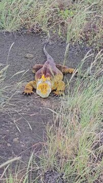 Galapagos Island land iguana very large yellow lizard behind blowing grass vertical video