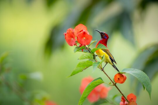 Red sunbird perched beside orange flower in green foliage