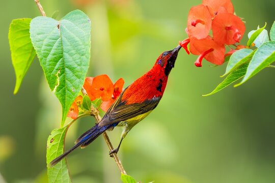 Red sunbird perched on leafy branch near orange blossom