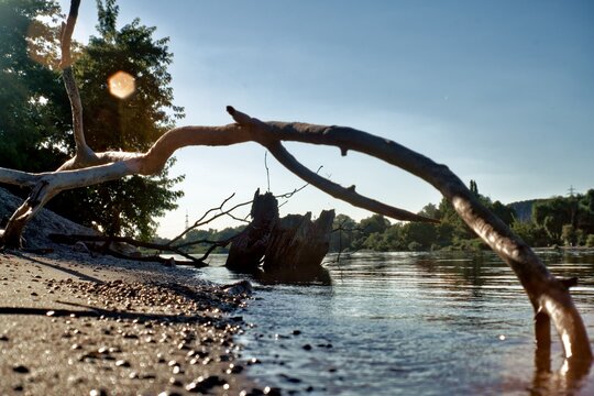 Large Driftwood Branch and Tree Stump along Danube River Shore in Germany near Regensburg