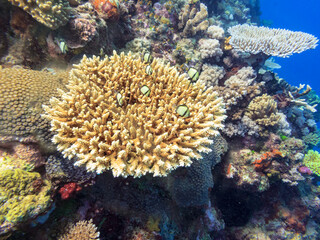 Coral and Fish on Great Barrier Reef Australia © Pete Niesen Photo