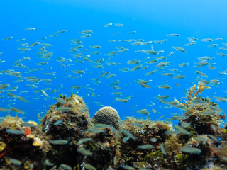 School of small tropical fish on coral reef off the coast of Little Corn Island Nicaragua © Pete Niesen Photo