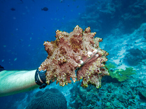 Giant Sea Cucumber