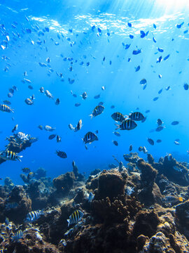 School of seargant major fish swimming above coral reef