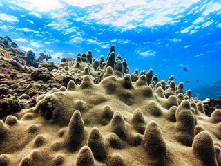 A coral reef ecosystem with various coral formations and small fish swimming in clear blue water. © Pete Niesen Photo