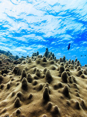 A school of fish swims over a coral reef under a cloudy sky. © Pete Niesen Photo